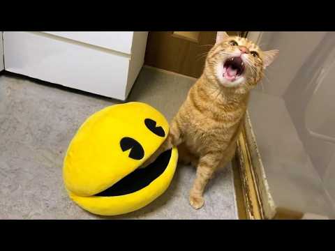 Ultimate Funny Cats Compilation 2026 😹 | Cute Kittens Causing Chaos Everywhere They Go Daily