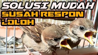 Download lagu HOW TO TRAIN CHURCH BIRDS THAT ARE DIFFICULT TO RESPOND mp3