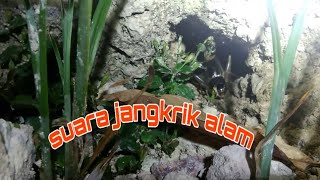 Download lagu Suara jangkrik cocok buat masteran burung mp3