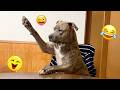 Try Not To Laugh Most Watched Funny Dog Videos Compilation 35