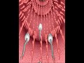 Fertilization Processes 3D Animation