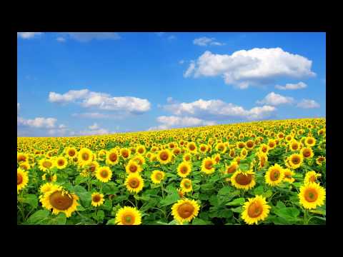 Lanul cu liniște - recită Nelu Rădoi - interpret Vili Dulă