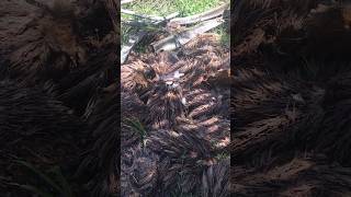 Download lagu LAGI NYARI PAKIS MALAH MENEMUKAN JAMUR TER ENAK RASANYA SEPERTI DAGING! mp3