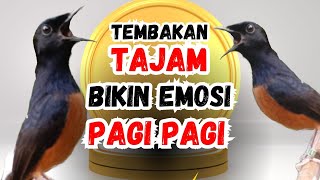 Download lagu Pancingan Murai Gacor Ampuh Menaikkan Emosi Murai Batu Batu Agar Cepat Bunyi Gacor mp3