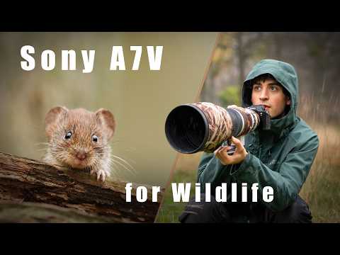 Testing the Sony A7V: Wildlife Filmmaking and Photography