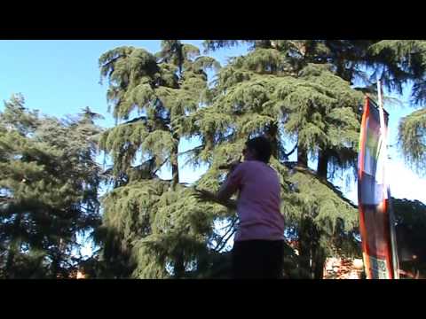 bologna pride 2017 [03/19] live musicale - Mc Nill