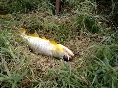 pescaria de Dourado de agua doce Jf Levi