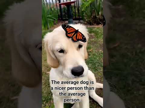 Dog love #animals #dogs #youtubeshorts #myvlogtoday