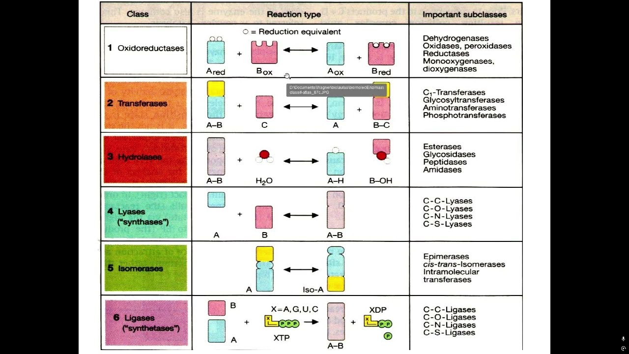 Classes de reações enzimáticas