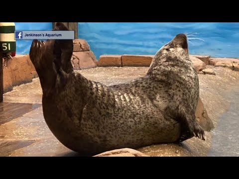 NJ Point Pleasant Beach Female Harbor Seal Dies