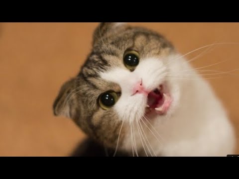 Baby cat & dog video//funny  video💖💖//Dipankar..@@