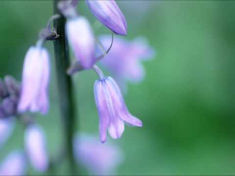 ✿Rebecca Tripp✿ - The Waltz of the Bellflowers