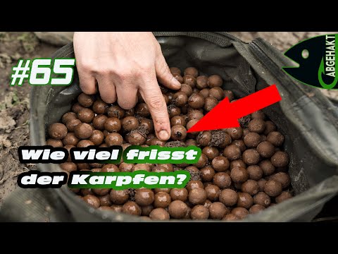 CHECKED OFF #65: HOW MUCH DOES THE CARP EAT?