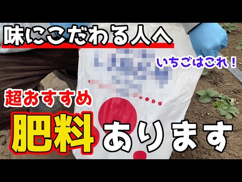 イチゴの肥料はいつ、どのように与えるのですか？一番良い肥料は何でしょうか？  庭園