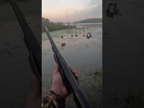 Heck of a way to start the season! One shot limit! #duckhunting