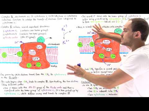 Q-Cycle and Complex III of Electron Transport Chain
