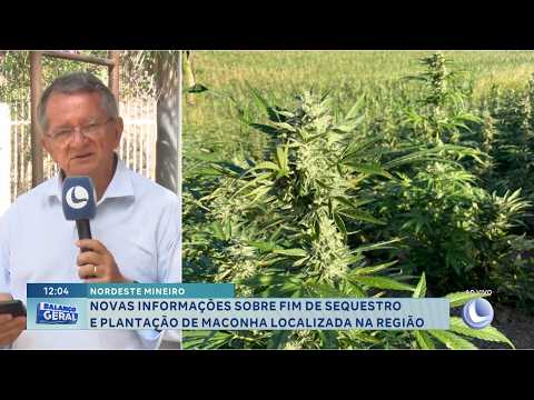 Novas informações sobre fim de sequestro e plantação de maconha localizada na região.