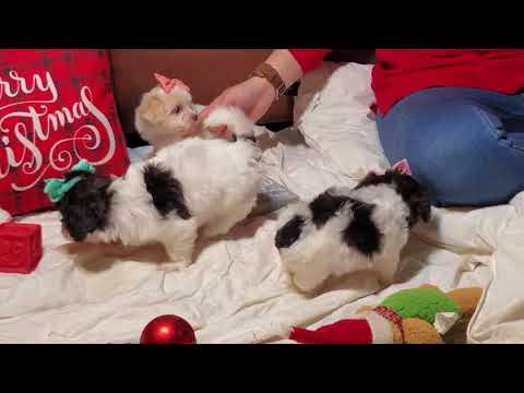 Merry Christmas from the Havanese Litter