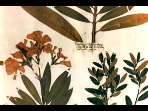 Crema per il viso la decolorazione galante Se la lentiggine si è infiammata