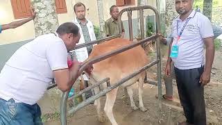 Veterinary Medical Team(Eid Ul Adha-2025)