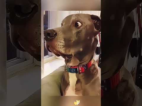 oh no 😂#cats #cutecats #foryou #Funnytiktok #funnyvideos #catlover #funnypets #viral #funny