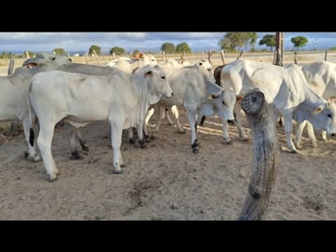Feira de Gado de Jurema-PE 29/11/25 #nelore extra 