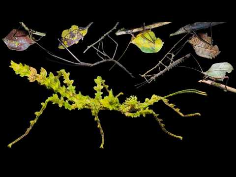 Stenasellus Stygopersicus
