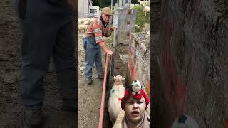 Download lagu haven't showered yet #funny #viralvideo #shortsviral #shortvideo #shorts #short mp3