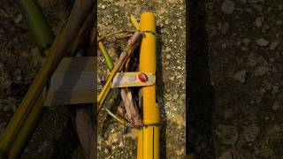 Download lagu Bambu Petuk Ampel Kuning Berisi batu merah delima #bambupetuk #bambupetukasli #merahdelima #shorts mp3