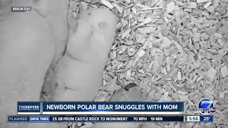 Newborn polar bear snuggles with mom at Berlin zoo