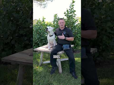 Top 3 Reasons You SHOULD Get a Dogo Argentino