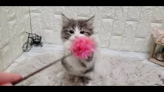 ノルウェージャンフォレストキャットの動画01