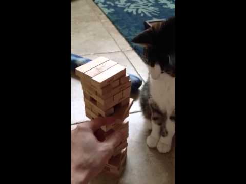 Γάτα που παίζει Jenga...