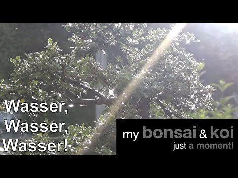 Bonsai -  just a moment - Wasser, Wasser, Wasser