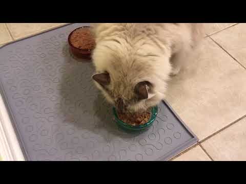 Cat Food Mat with Lip - WooPet Pet Food Mat Product Review Feature - Floppycats