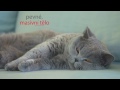 Krmivo pre mačky Royal Canin British Shorthair Adult 4 kg