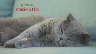 Royal Canin British Shorthair Adult 24 x 85 g