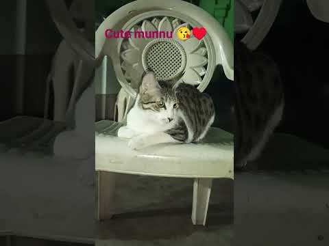 cute munnu 😀♥️#animals #catvideos