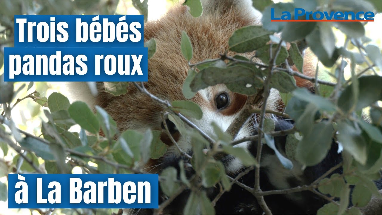 Trois bébés pandas roux à La Barben : une bonne nouvelle pour cette espèce menacée