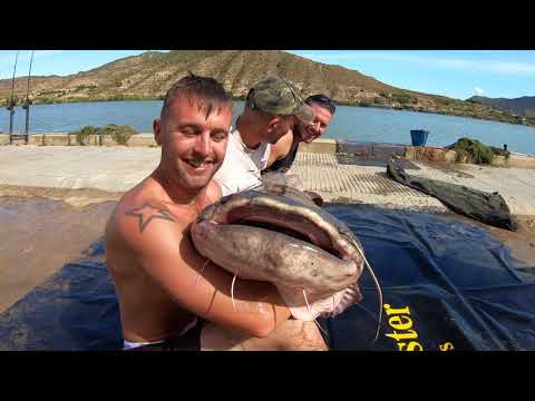 EBRO WHISKERED RIVER DRAGONS - TRAILER