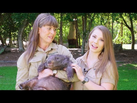 Terri and Bindi Introduce Elle the Wombat