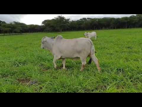 Au Albidus Catalogue Brahman Auction - Lot 41 BAR 16105