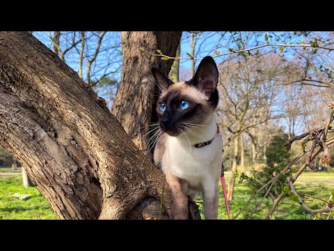 Elsa watching birds in the beautiful spring park | Thai cats | Traditional Siamese cats