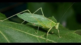 Download lagu dikir barat -   Fendi Ayam serama ,Belale Kerek (belalang) mp3