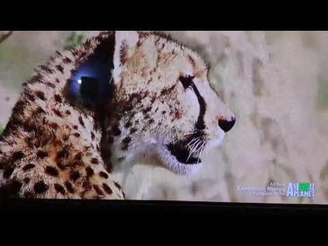 Hyena attempts to kill cheetah.