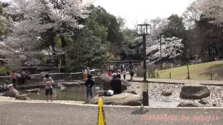preview picture of video 'Japan Trip 2014 Tokyo Cherry-blossom in Sanshinomori park.03'