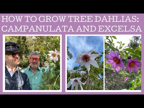 How to grow the rare tree Dahlia campanulata and it's slightly easier to find cousin Dahlia excelsa!