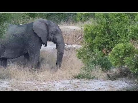 Djuma: Lone Elephant bull with missing right tusk passes through - 17:05 - 04/27/19