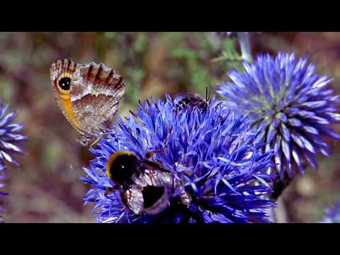 I teach you English in London - England #usa