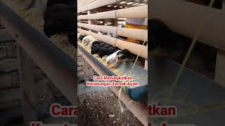 Download lagu Meningkatkan keuntungan ternak ayam kampung mp3